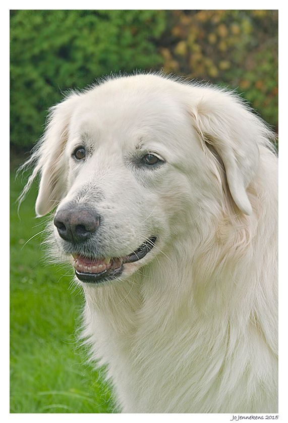 Fotografie