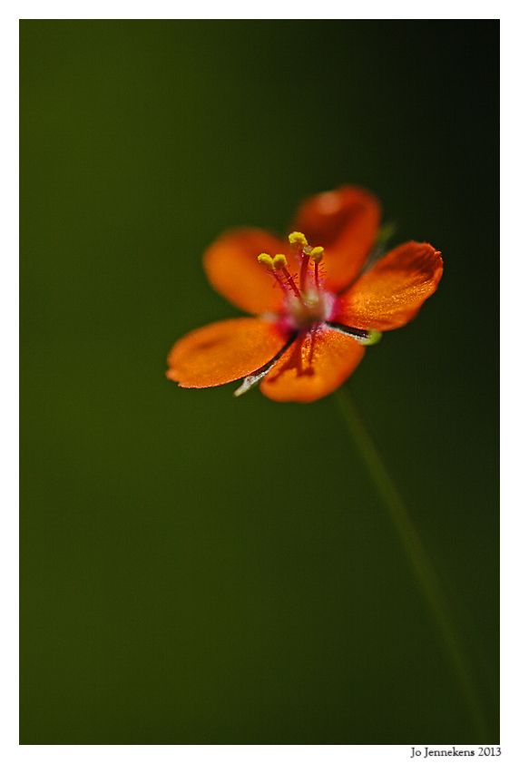 Fotografie