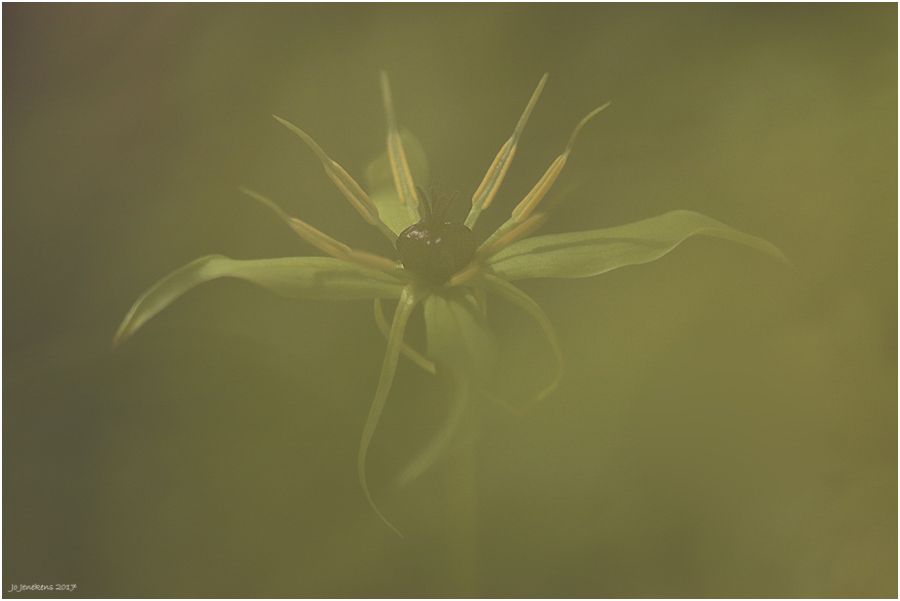 Fotografie