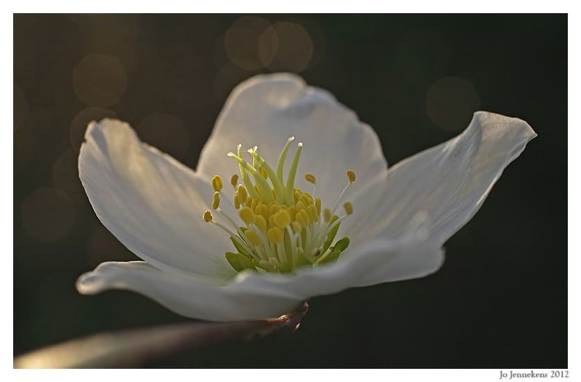 Fotografie