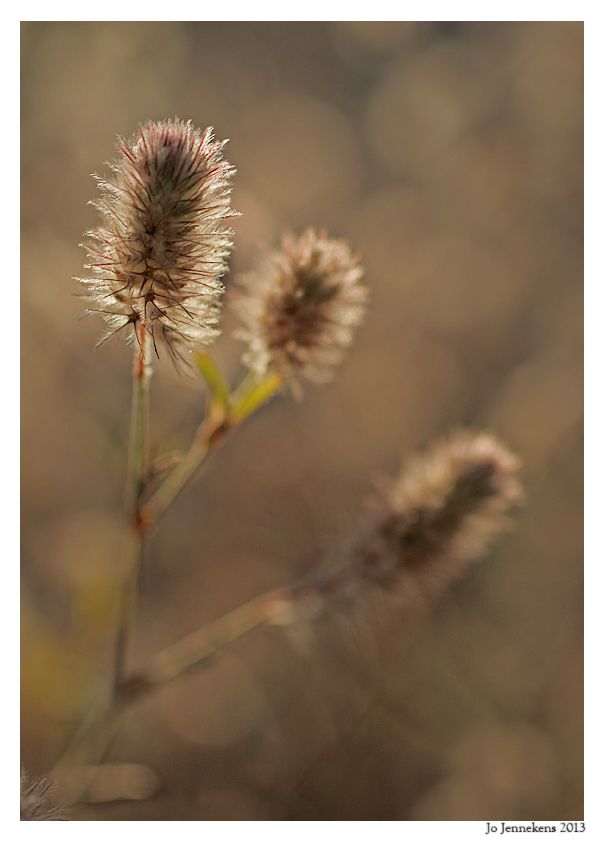 Fotografie