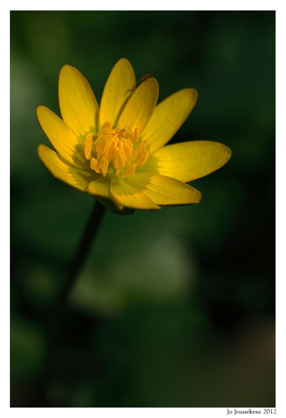 Fotografie