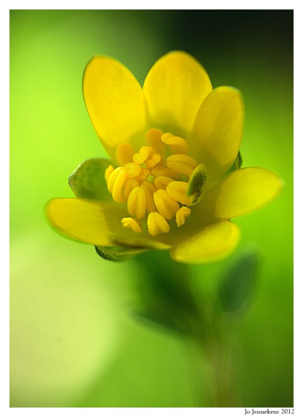 Fotografie