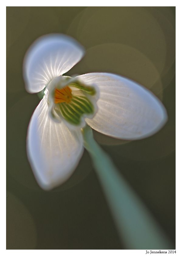 Fotografie