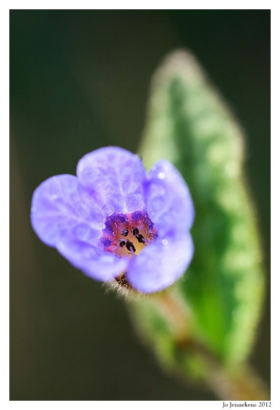 Fotografie