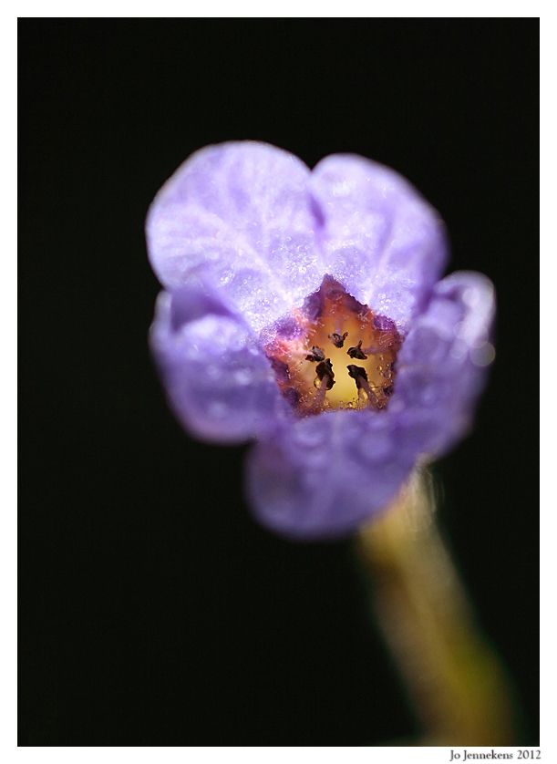 Fotografie