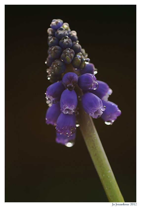 Fotografie