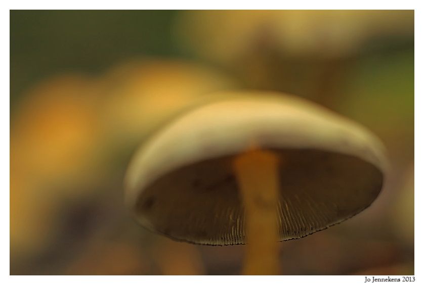Fotografie