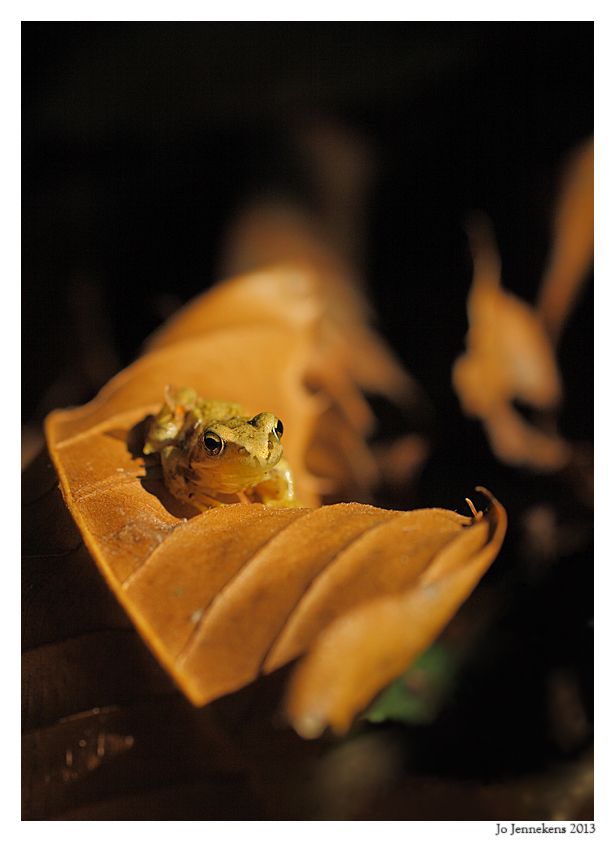 Fotografie