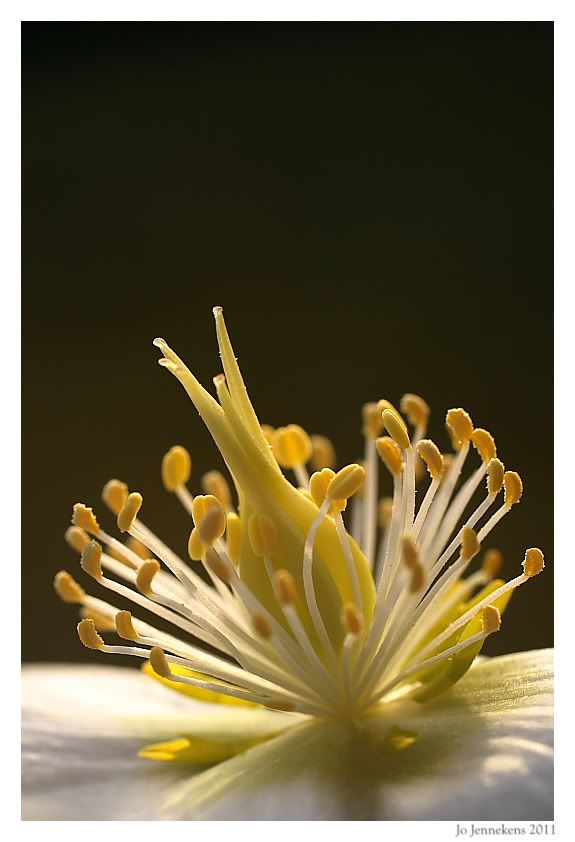 Fotografie