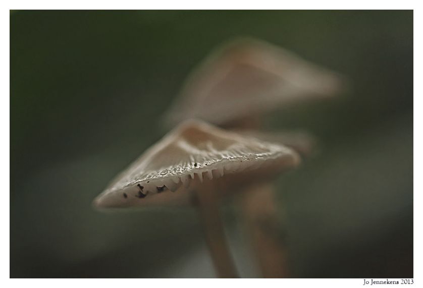 Fotografie