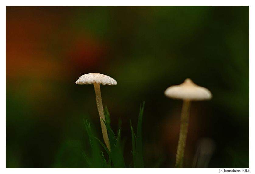 Fotografie