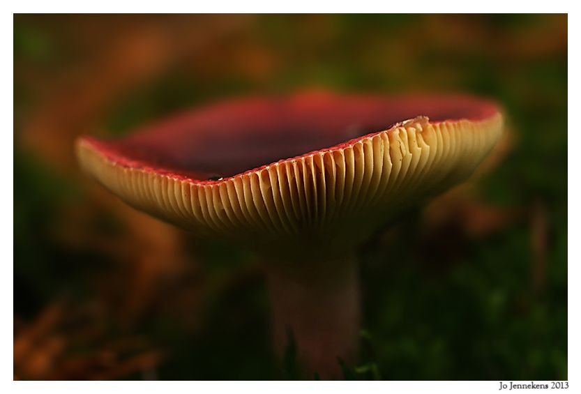 Fotografie