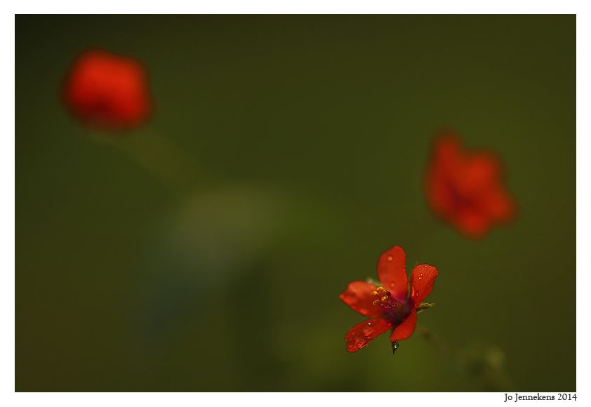 Fotografie