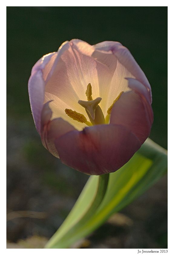 Fotografie