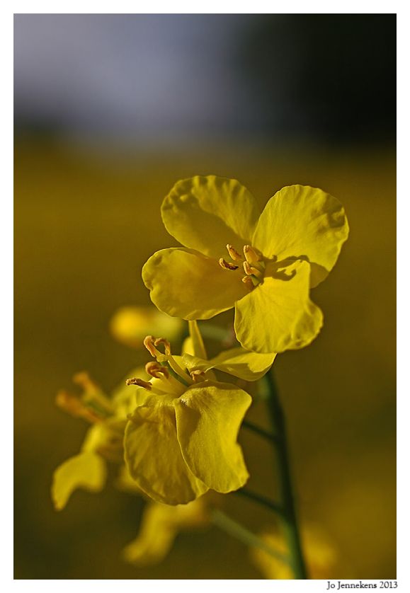Fotografie