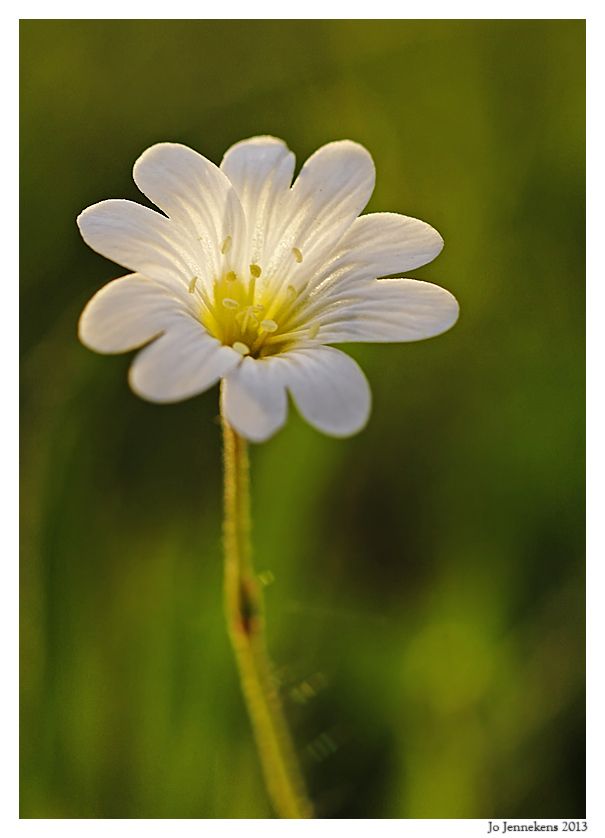 Fotografie