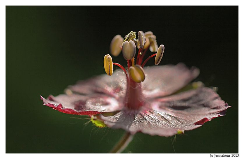 Fotografie