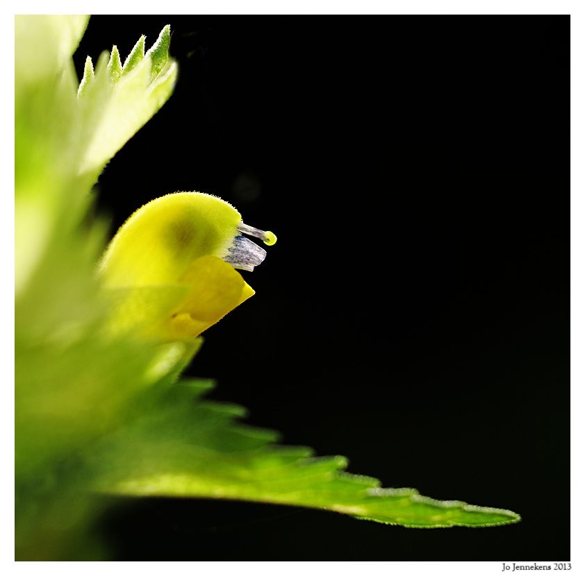 Fotografie