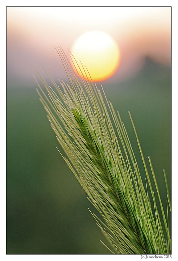 Fotografie