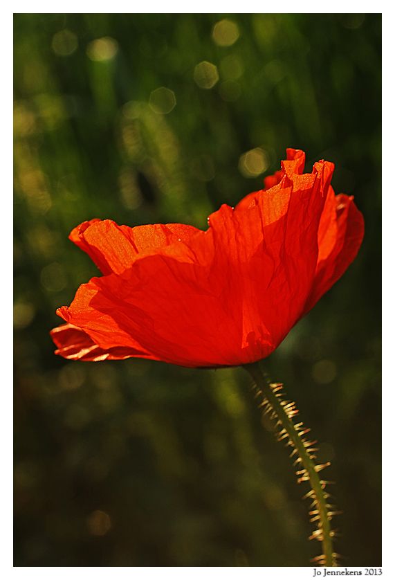 Fotografie