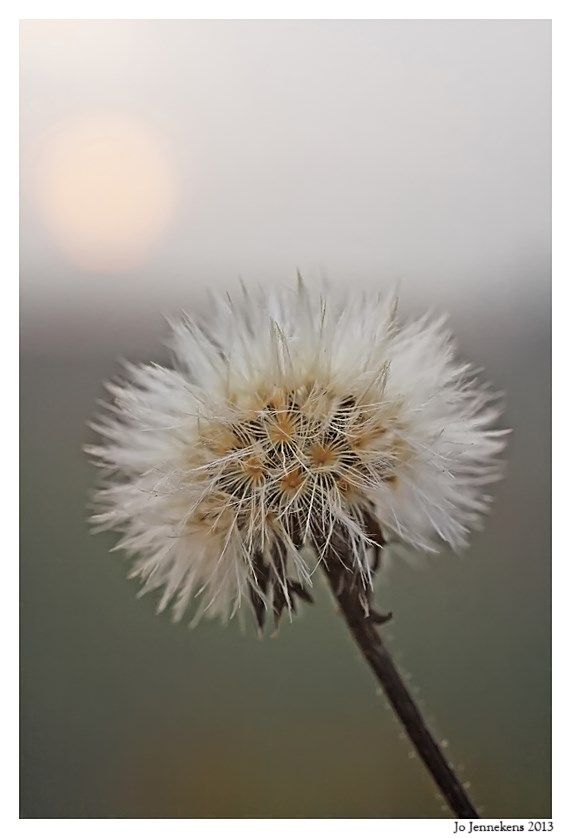 Fotografie