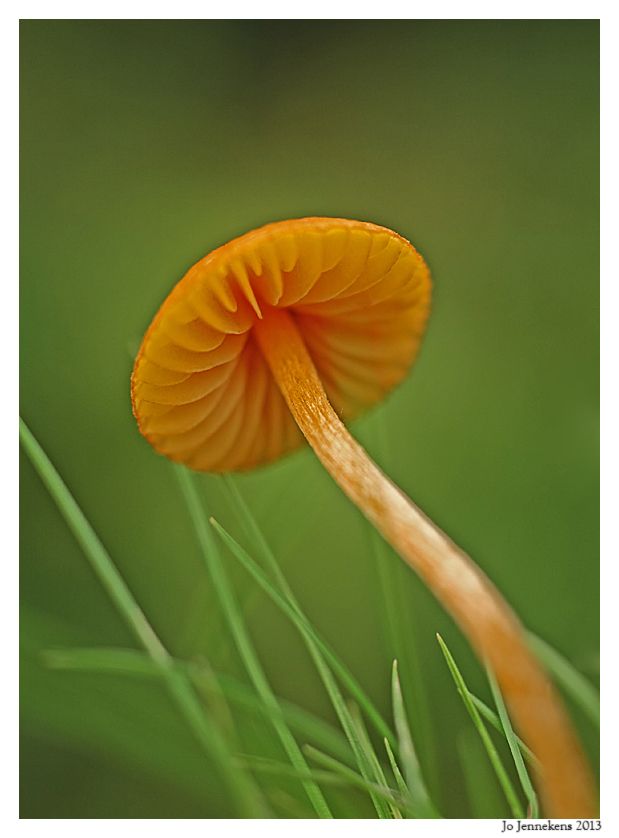 Fotografie