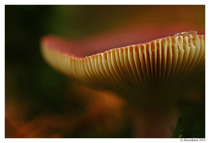 Fotografie
