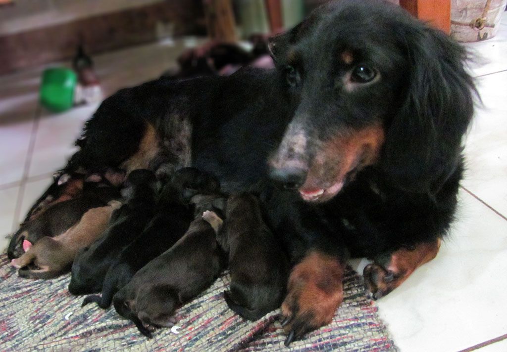 Tikiwiki and her pups