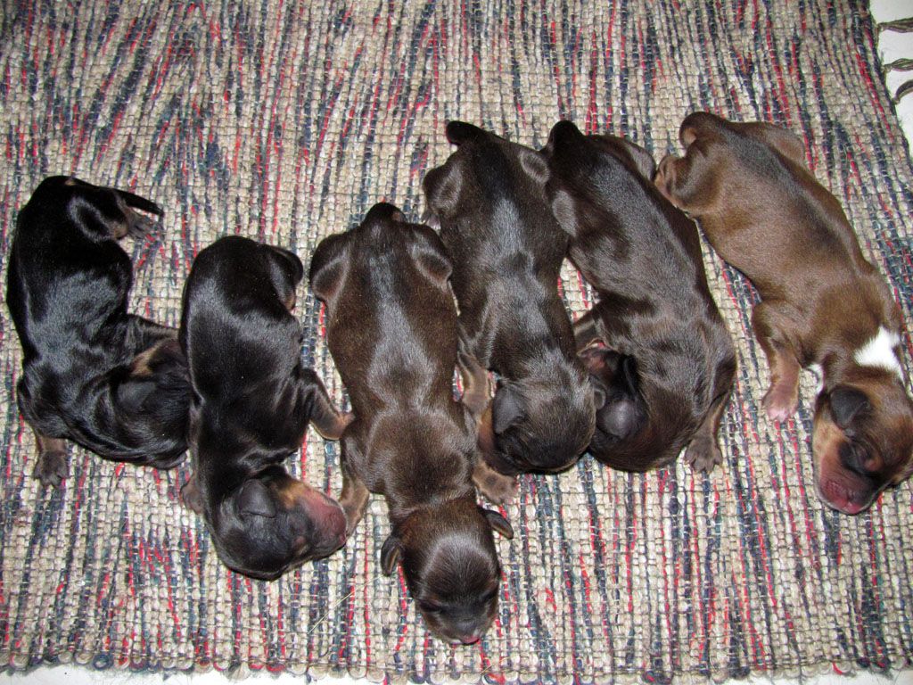 Just the 6 cute puppies