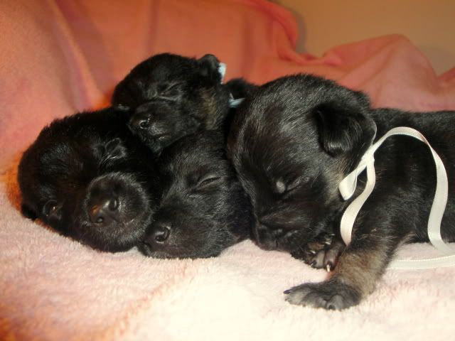 criar cachorros recien nacidos huerfanos criar cachorros recien nacidos huerfanos