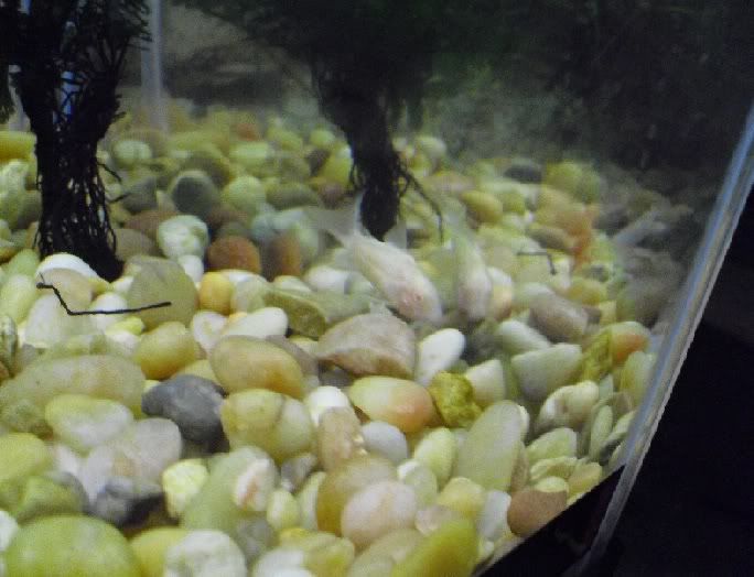 albino corydoras catfish