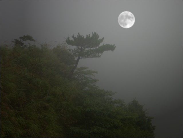 松樹懸崖月亮