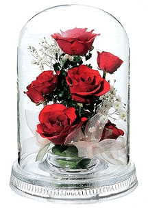 photo red-roses_zps3gwe9e94.gif