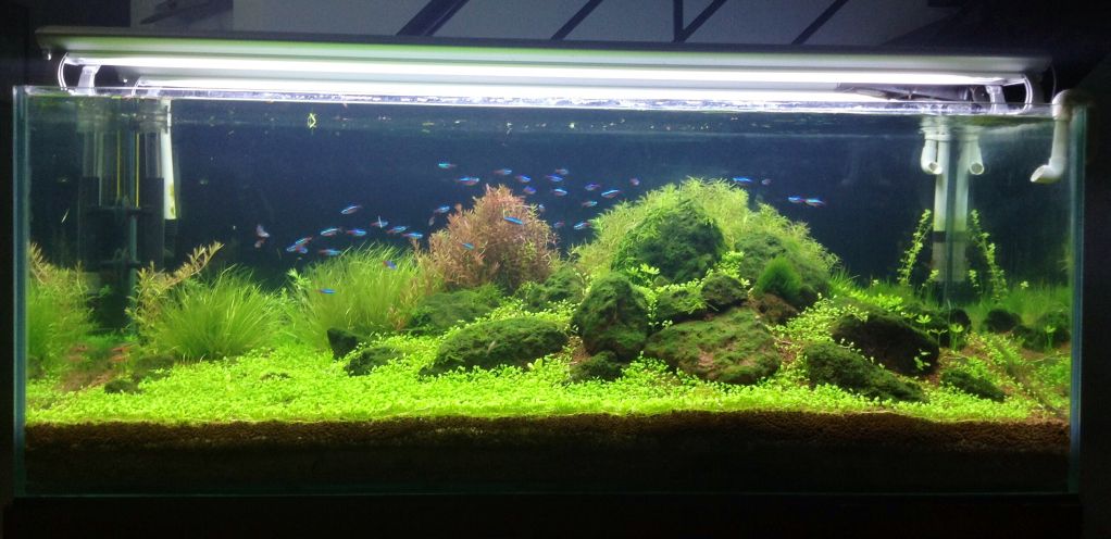 tự làm hồ thủy sinh
