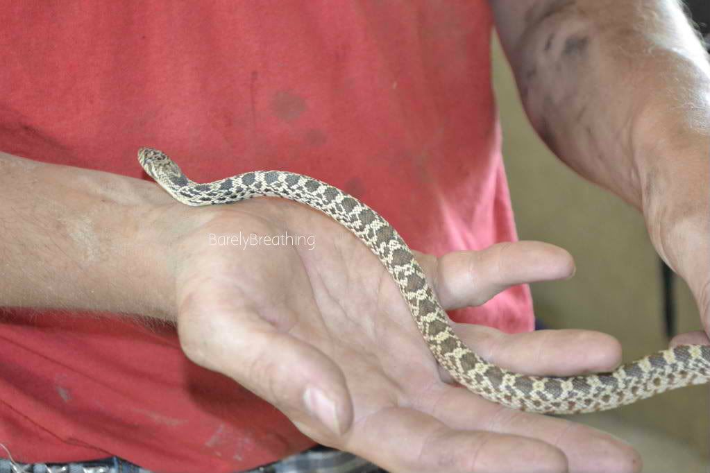 Baby bull snake