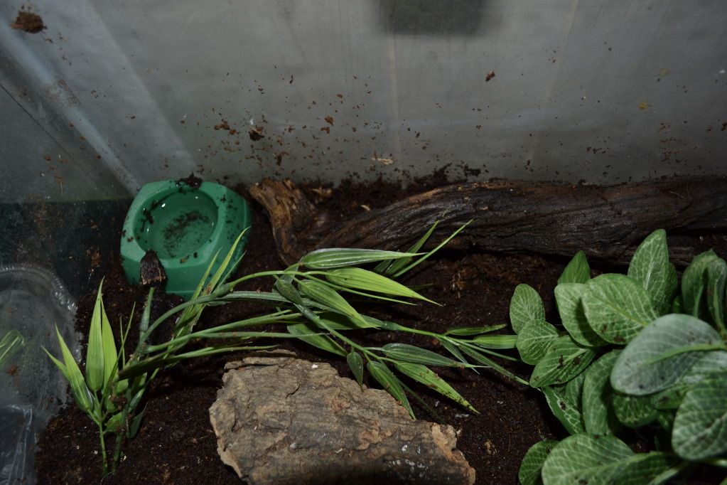 crocodile skink enclosure