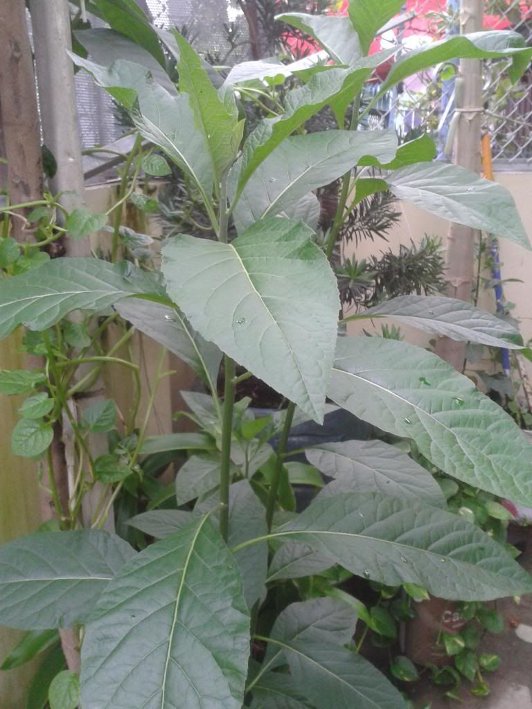 Hỏi tên cây thuốc