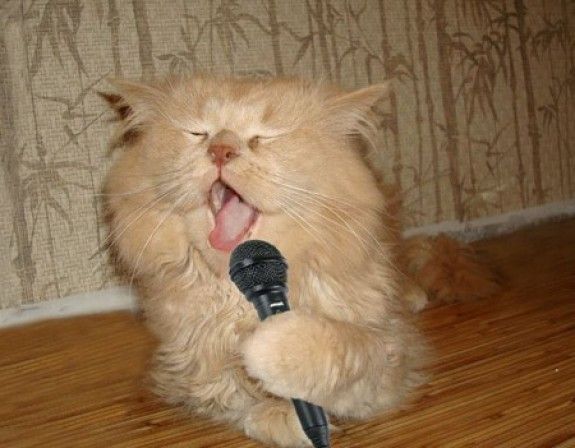 cat karaoke