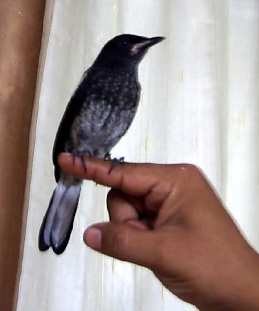 26 Awesome Burung Kacer Tretes Burung