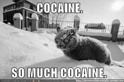 cat-cocaine-crazy-cute-eyes-funny-Favimcom-81662_large.jpg