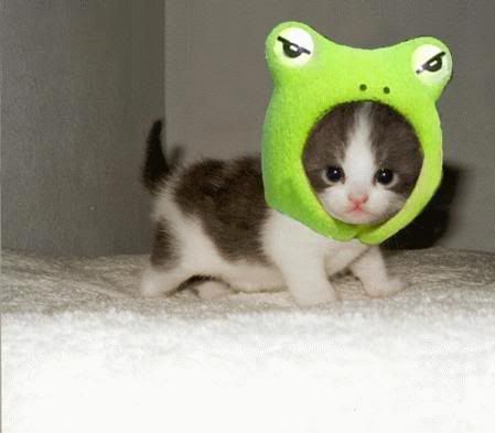 frogkitty.jpg