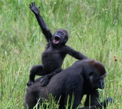 gorilla_waving.jpg