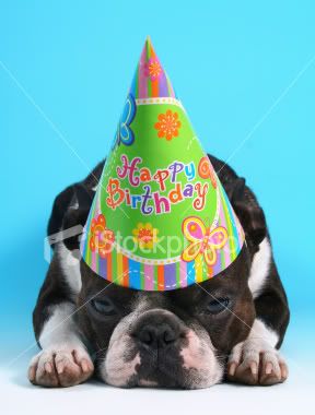 istockphoto_3602415_dog_birthday.jpg