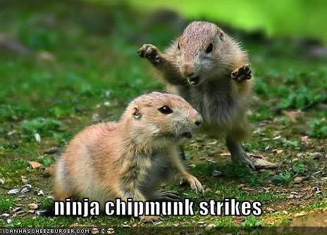 ninjachipmunk128627942782751257.jpg