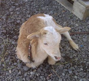 Gilroygoat.jpg
