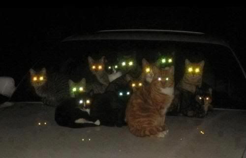 Lightupkitties.jpg