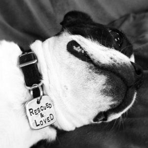 RescuedandLoved_zps1afcd39c.jpg