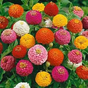 Zinnias.jpg