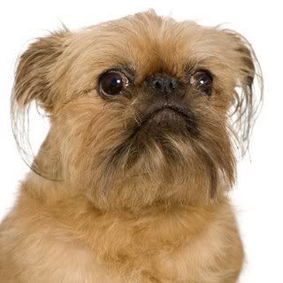 brussels-griffon.jpg